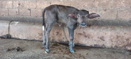 પાડો વેચવાનો છે