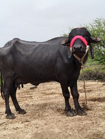 આ ભેસ વેચવાની છે