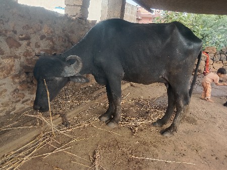 વેચવાની છે