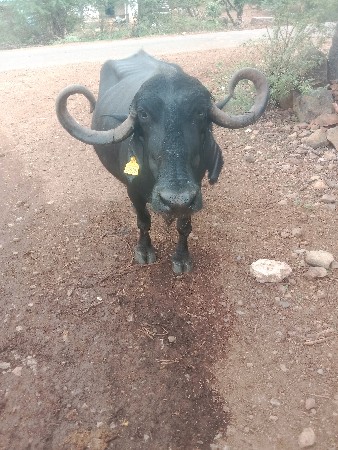 ભેસ વ્યાજન ઉપર છે