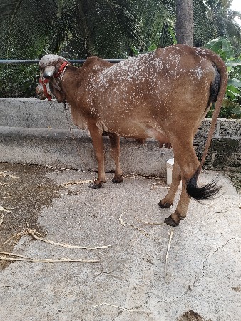 gir hodki 1 vetar gabhan