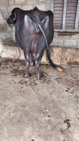 ભેંસ વેચવાની છે