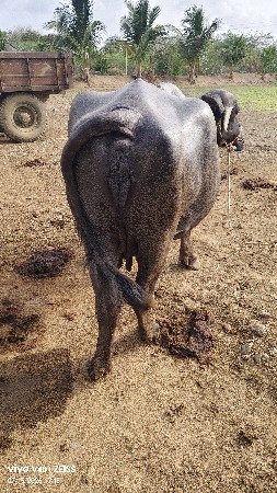 ભેંસ વેચવાની છે
