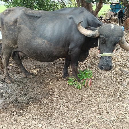 ભેંસ વેચવાની છે બધી જવાબદારી