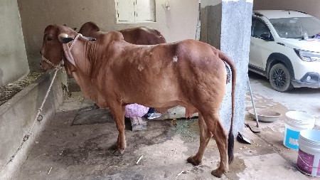 ગાય વેચવાની હે