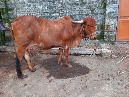 ગાય વેચવાની છે