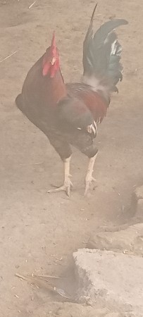 કુકડા વેચવાના છે