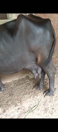 Pyor Banni