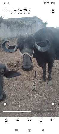 ભેસ
