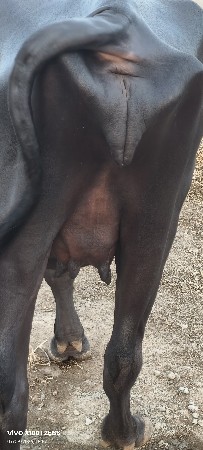 ખાડેલી પેલવેત્રી