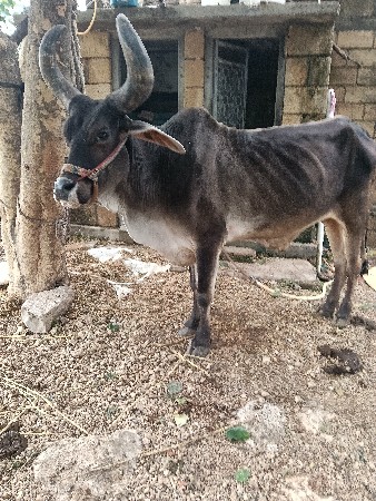 બળદ વેચવાના છે