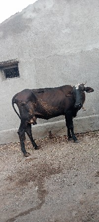 જરસી ગાય વેચવાની છે સસ્તી