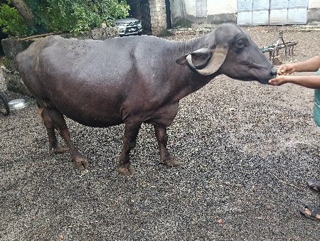 આ ભેંસ વેચવાની છે