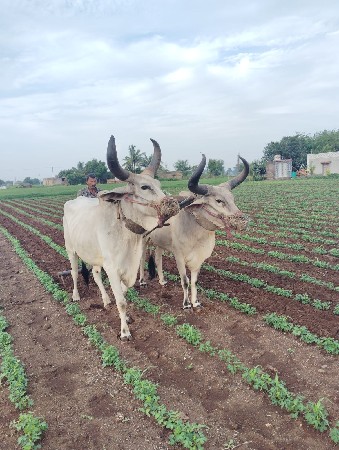 3 જી ધર ટોટલ જવાબદારી