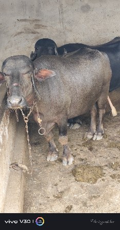 ભેંશ વેચવાની છે