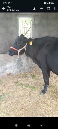 પેલું વેતર ઓડકી વેચવાની છે