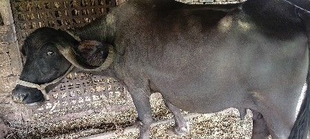 ગીર સોમનાથ