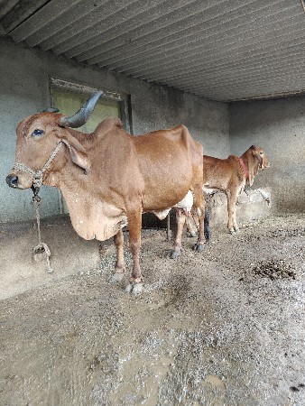 ગાય વેચવાની છે સાવસોજી 9998251323