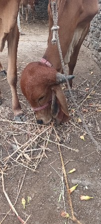 2ગીર વાછડીયૂ 4દાતે છે