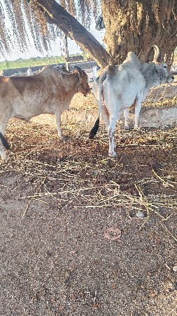 ધર 3