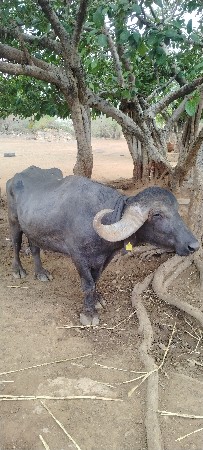 આ પાડો વેચવાનો છે