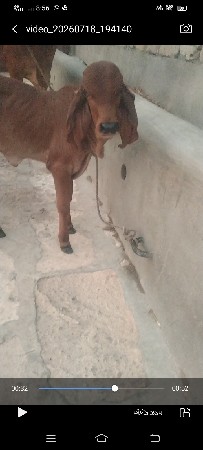 ત્રીજું વેતર વિયાણી છે પાંચ છ દિવસ