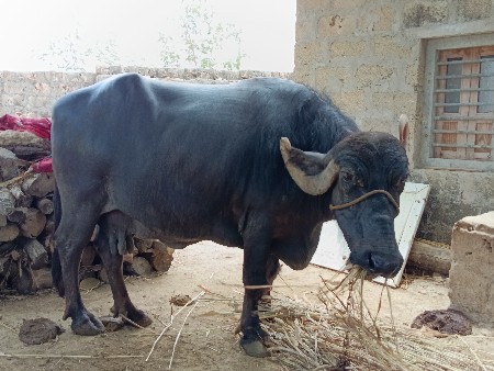 ભેંસ વેચવાની છે