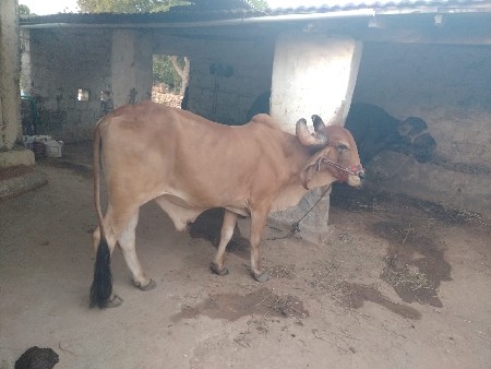 બીજી ધરના બળદ