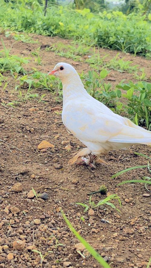કબુતર વેચવા ના છે