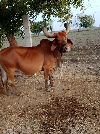 વેચવાની છે