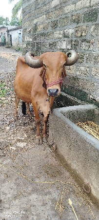 ગીર ગાય