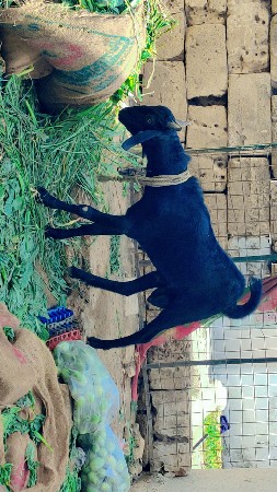 પતિરો બકરો દેવાનો છે
