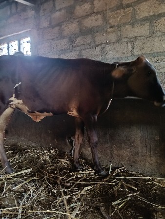 2 hf વાસડી
