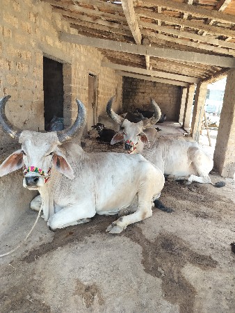 બળદ વેચવાના છે