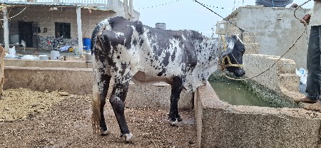 વેચવાની  છે