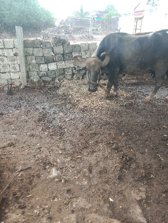 ભેંસ વેચવાની છે