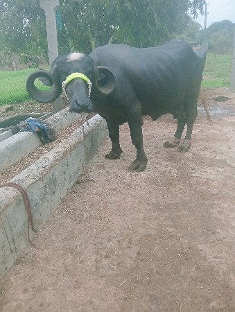 ભેંશ વેશવાની છે