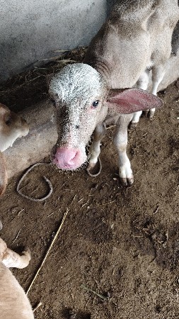 ભેંસ વેચવાની છે