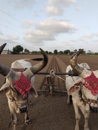 વેચવાના છે