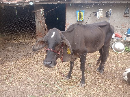 ઓડકી