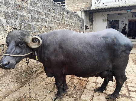 ભેંસ વેસવાની છે