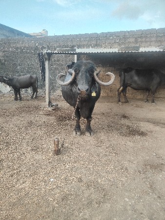 વેશવાની