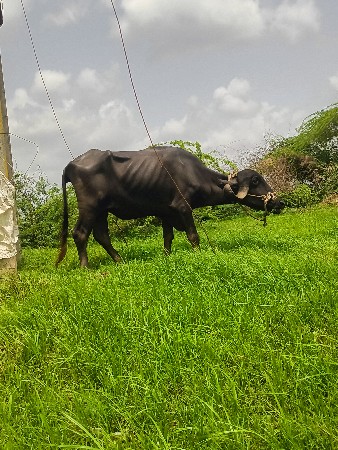 ખડેલી વેસવી