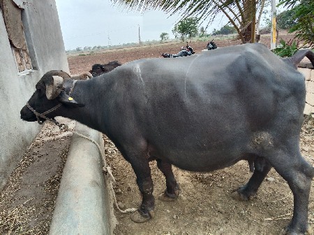 વેચવા ની .