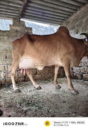 સુવર્ણ કપિલા ગાય વેશવાની છે.