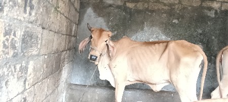વાંસળી વેચવાની સે