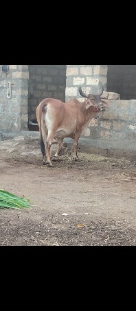 ગાય વેચવાની છે