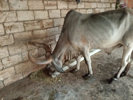 બળદ વેચવાના છે