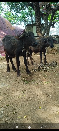બે પાડા વેચવાના છે