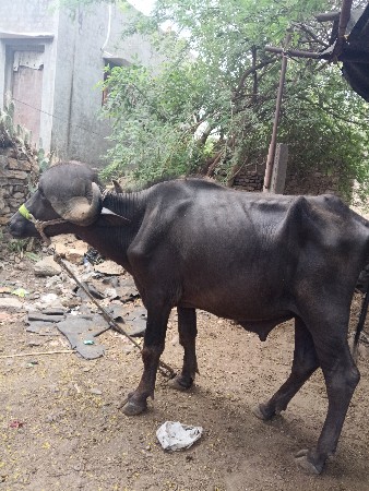 પાડો વેચવાનો છે